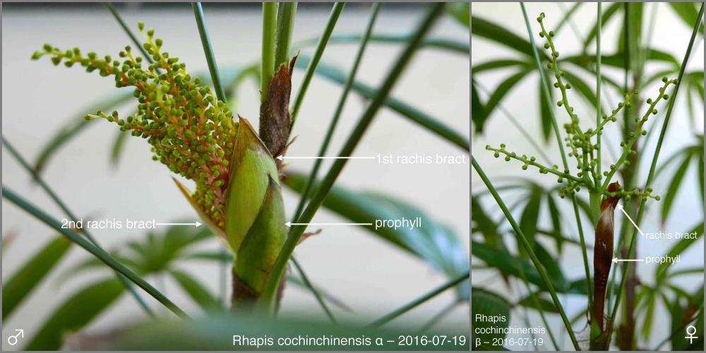578dfeb609e68_Rhapisspab2016-07-19P10202
