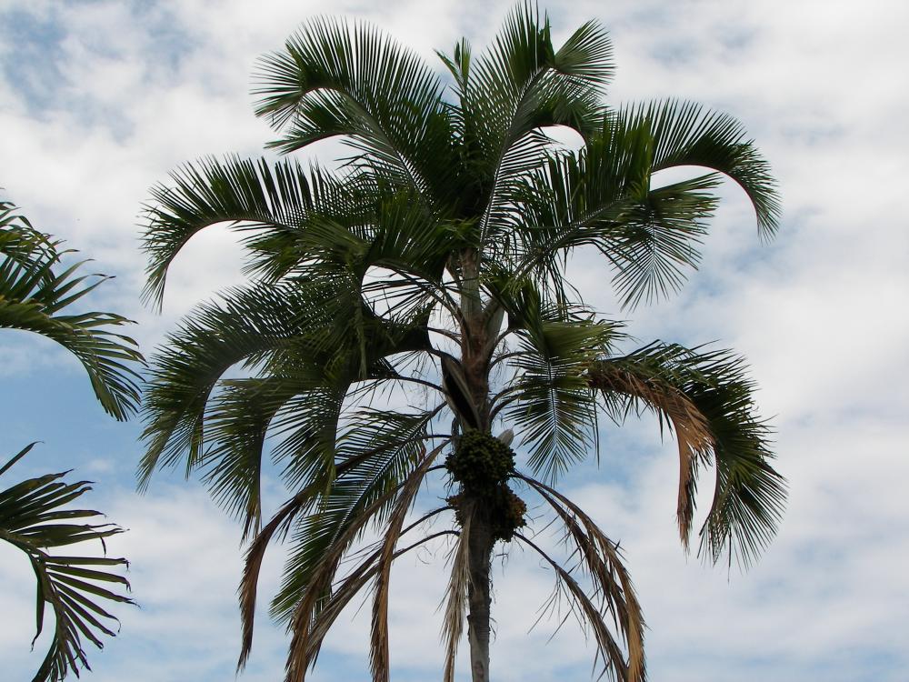 Syagrus botryophora at our house in Kona, Hawaii.JPG