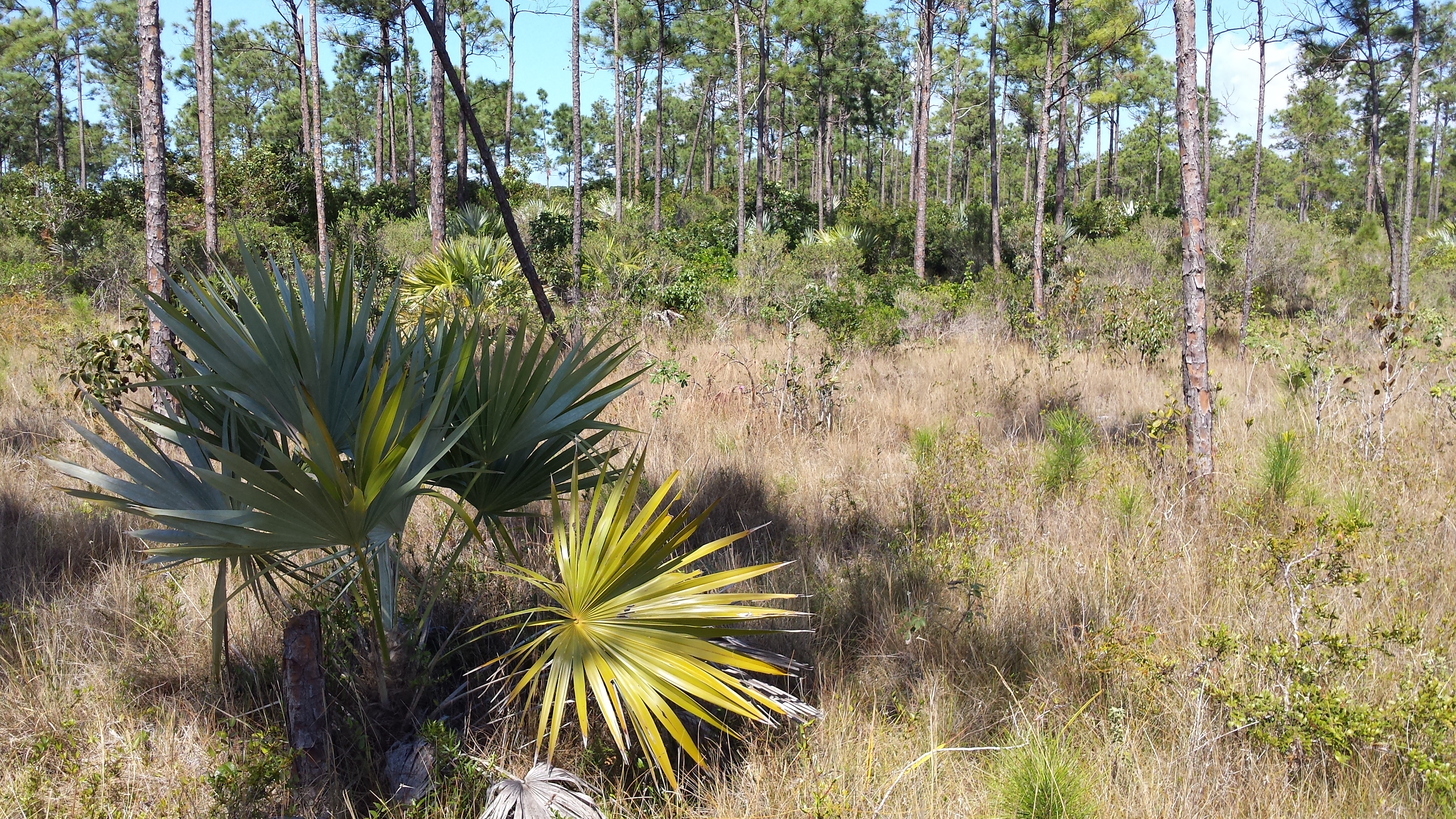 Anyone Have Pictures of Natural (Native Growing) Key Thatch Palms?
