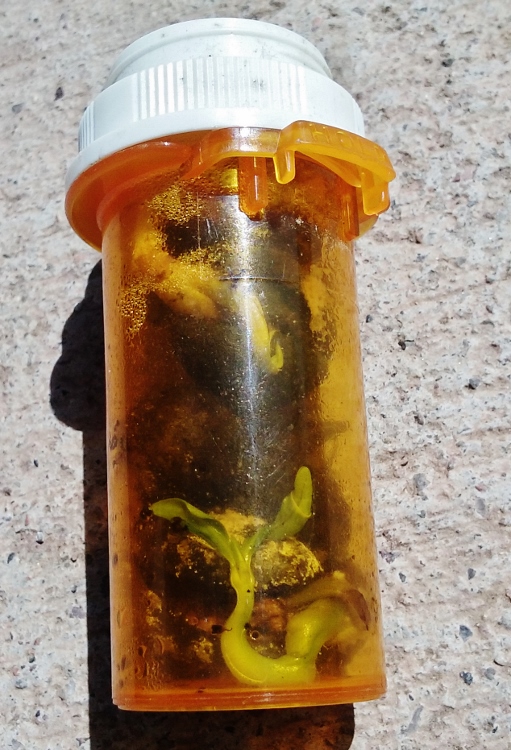 Kopsia.. in a Pill Bottle