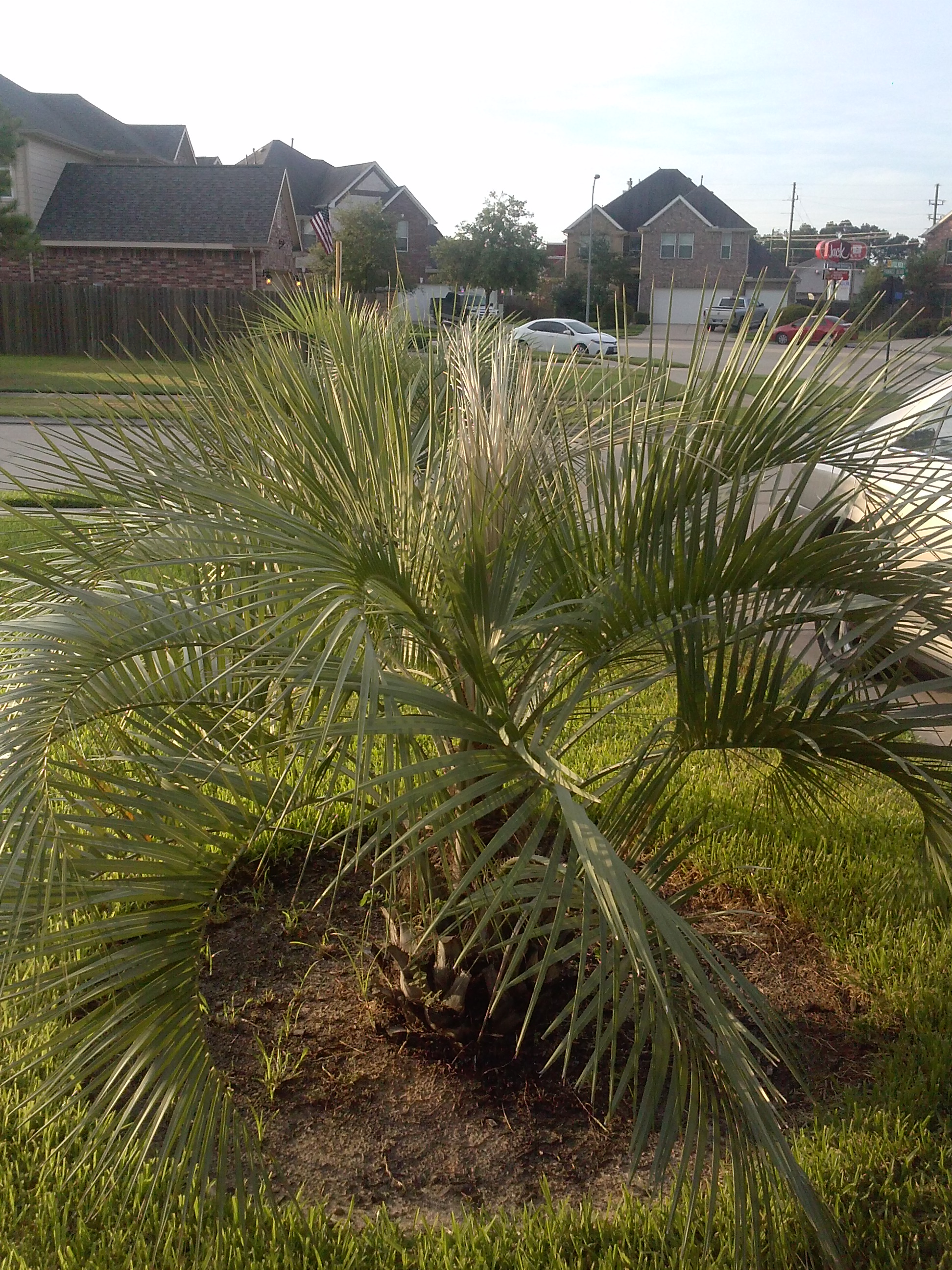 PINDO PALM CONCERN DISCUSSING PALM TREES WORLDWIDE PalmTalk