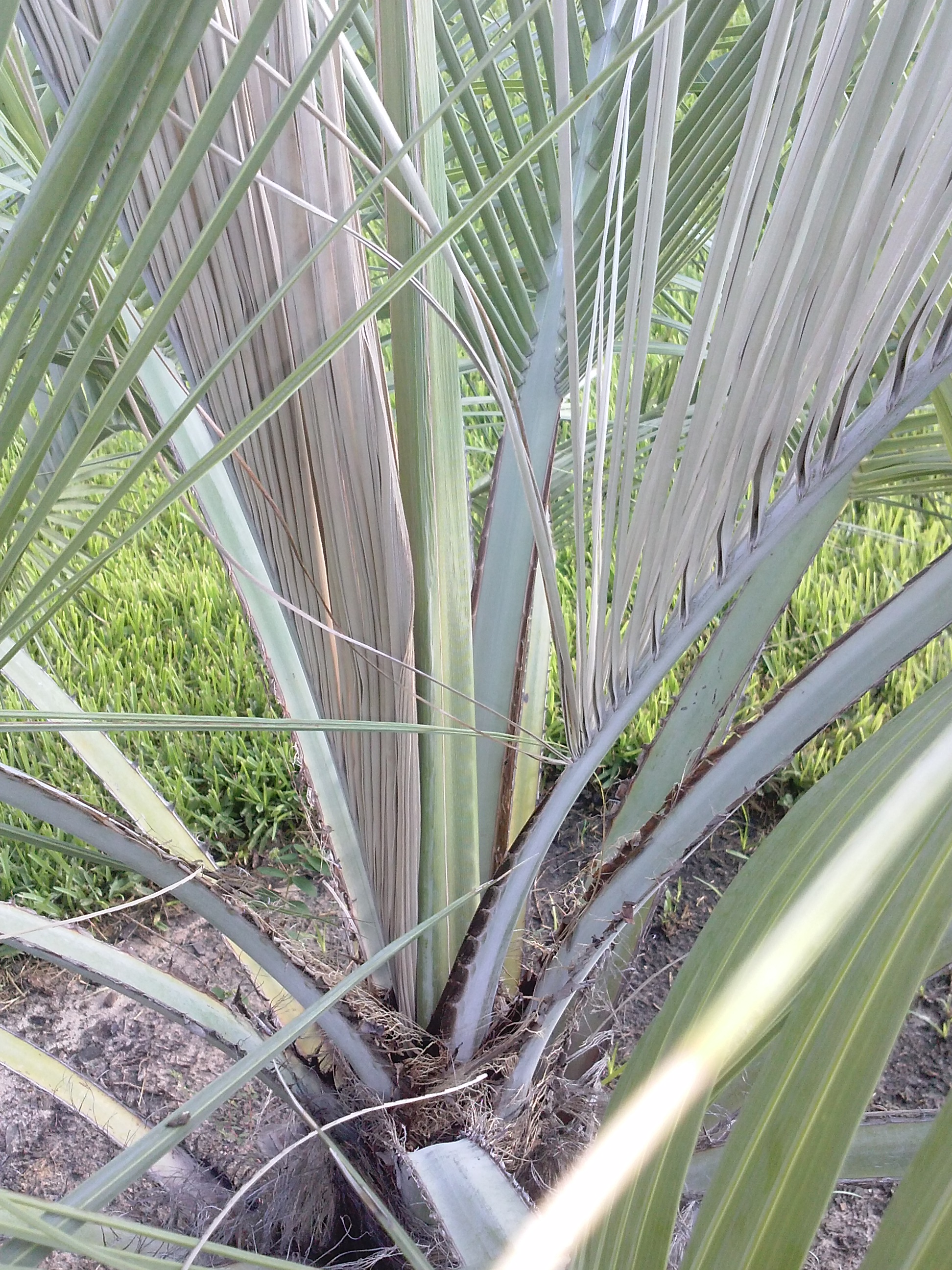 PINDO PALM CONCERN DISCUSSING PALM TREES WORLDWIDE PalmTalk