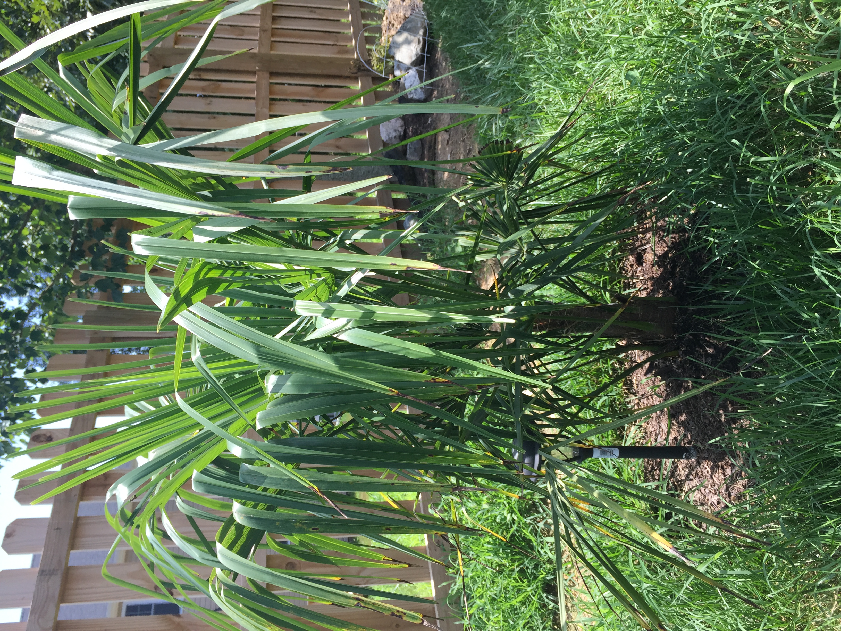 Virginia Palm Trees! DISCUSSING PALM TREES WORLDWIDE PalmTalk