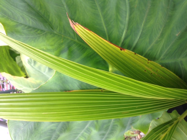 Coconut leaf/frond black spots.  18.99$