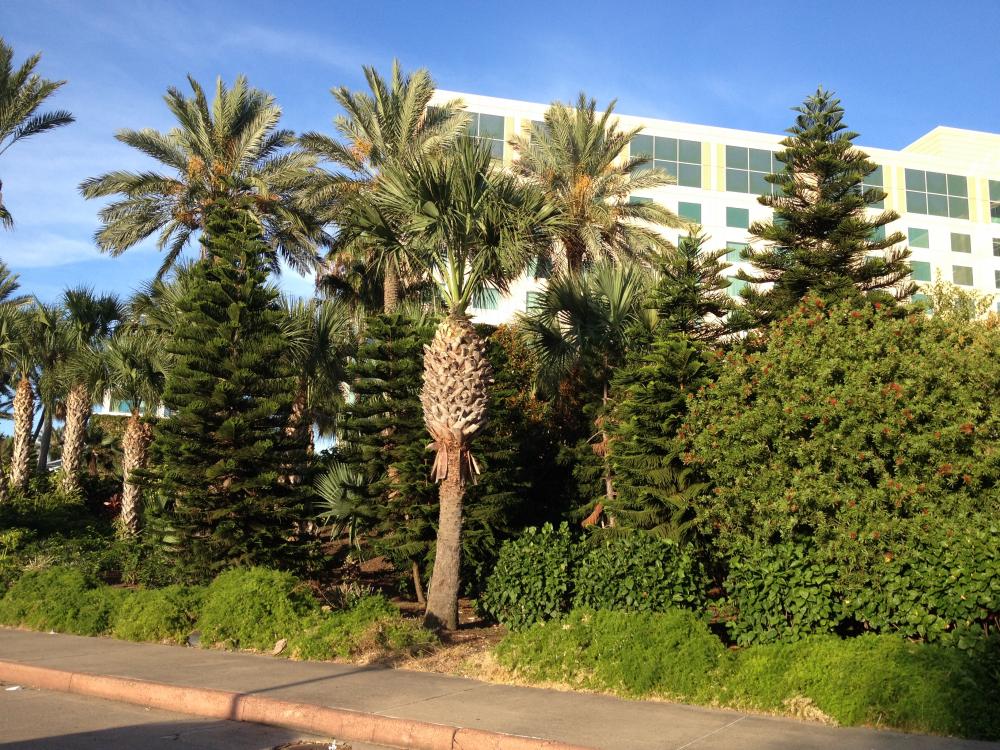 IMG_2727.thumb.JPG.34ca942cb789d5e14d759