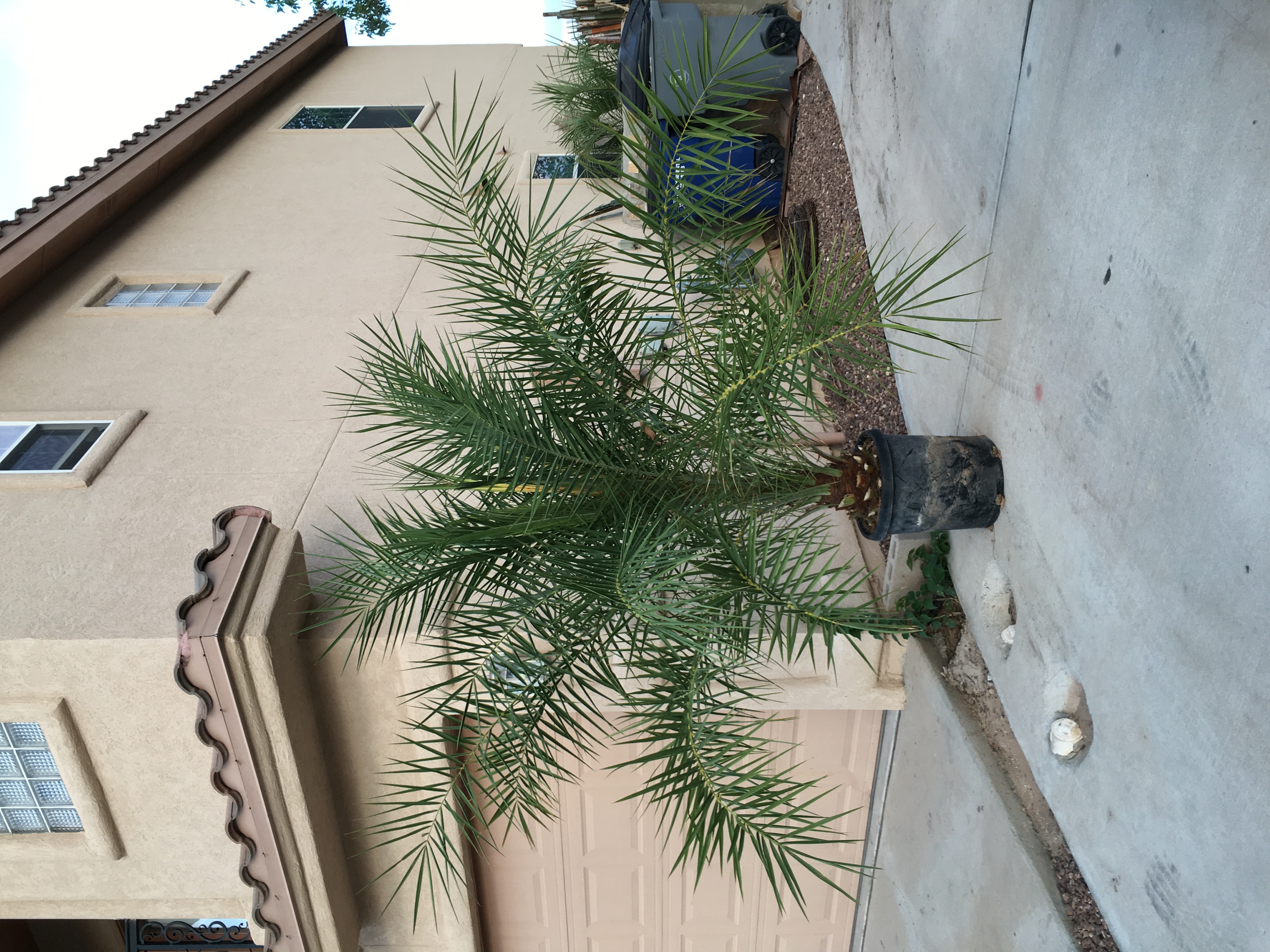 El Paso TX - Sale Phoenix theophrasti and Butia odorata