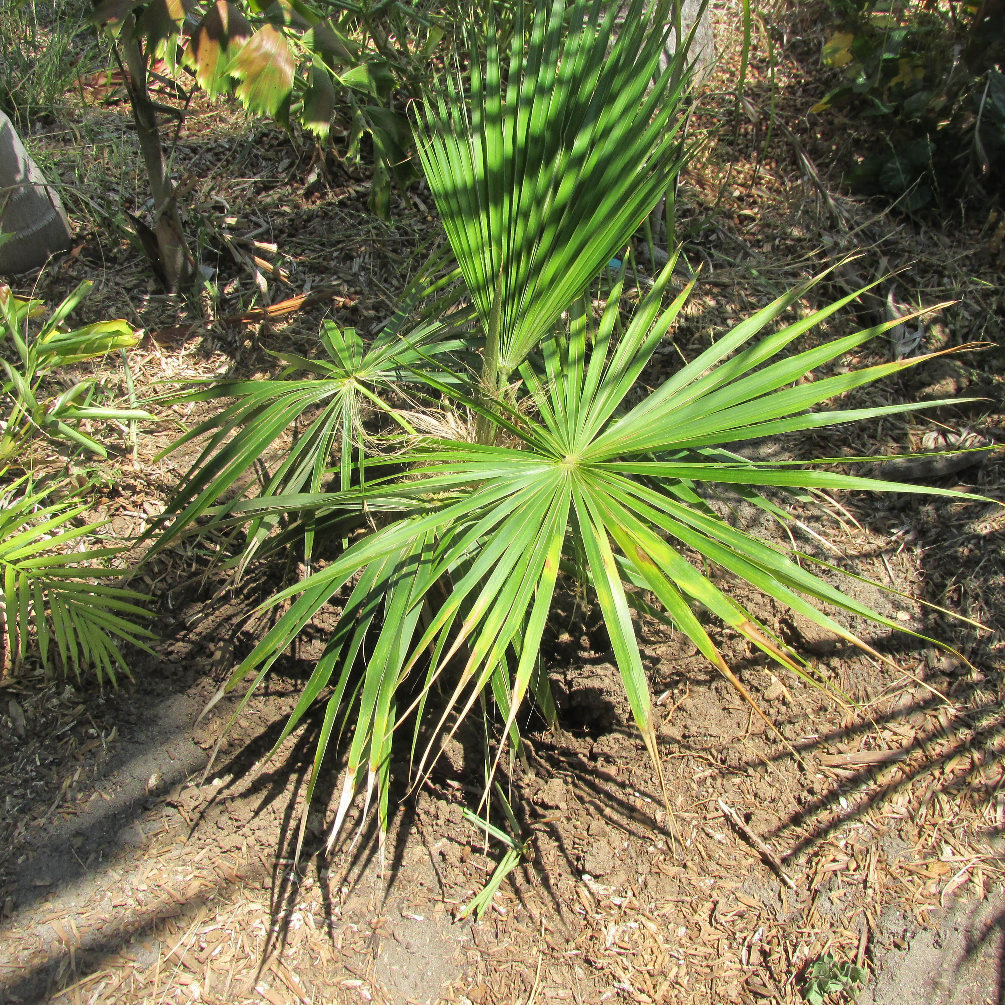 NOW is the best time to plant a Cocothrinax crinita - Old Man Palm