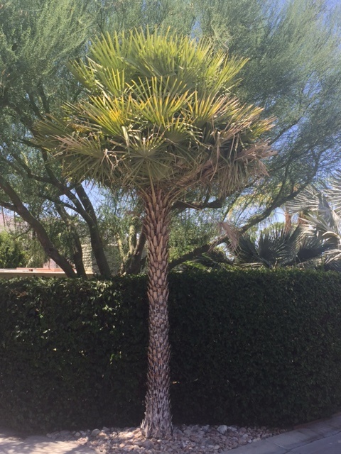 IMG_6196.JPG.089ceddd520bcd5d1e236336327