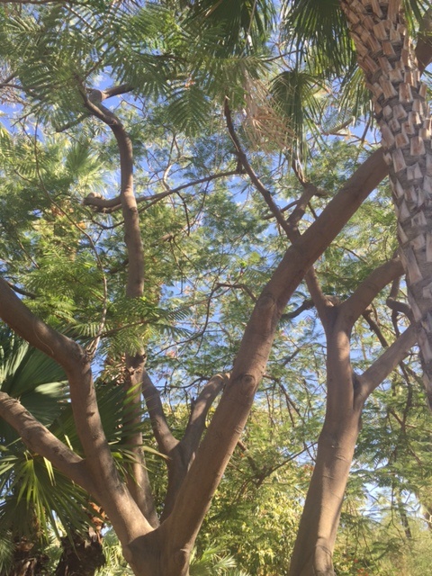 IMG_6206.JPG.9377f20ee52b1729ebf074779f2