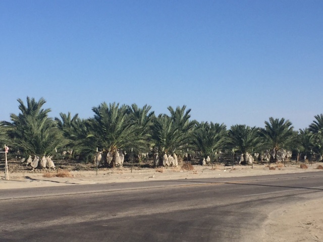 IMG_6229.JPG.057c192451409fa03e05d4aab0c