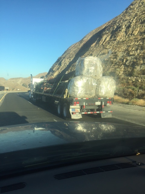 IMG_6234.JPG.e80dd7cf8a62ea0e7bcf6319460