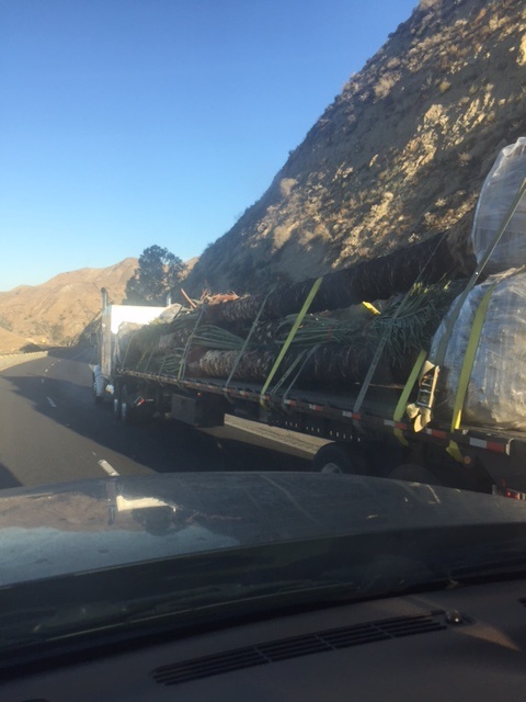 IMG_6235.JPG.e7c9c033de0405e65ba50e74a40