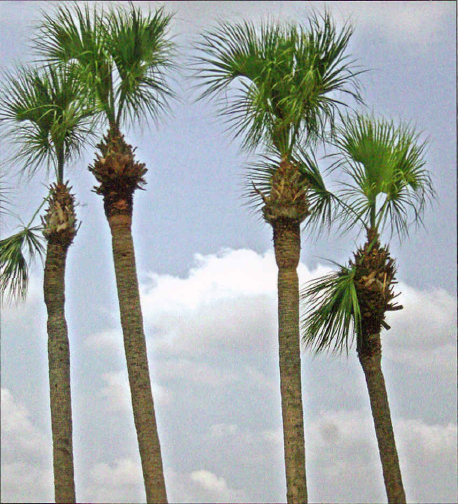 cabbage-sabal-palm-trees-hurricane-cut-b