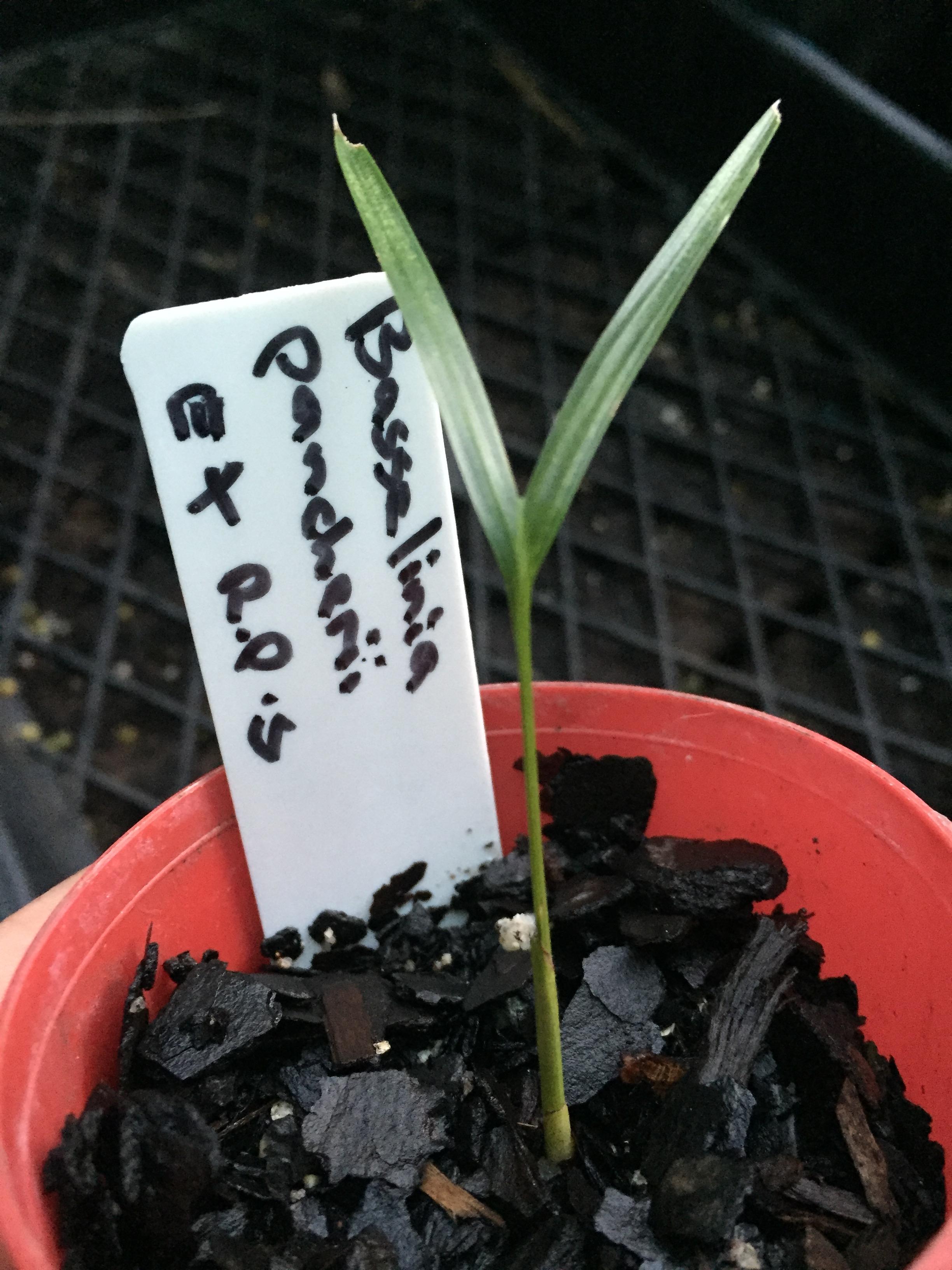 Basselinia Pancheri DISCUSSING PALM TREES WORLDWIDE PalmTalk