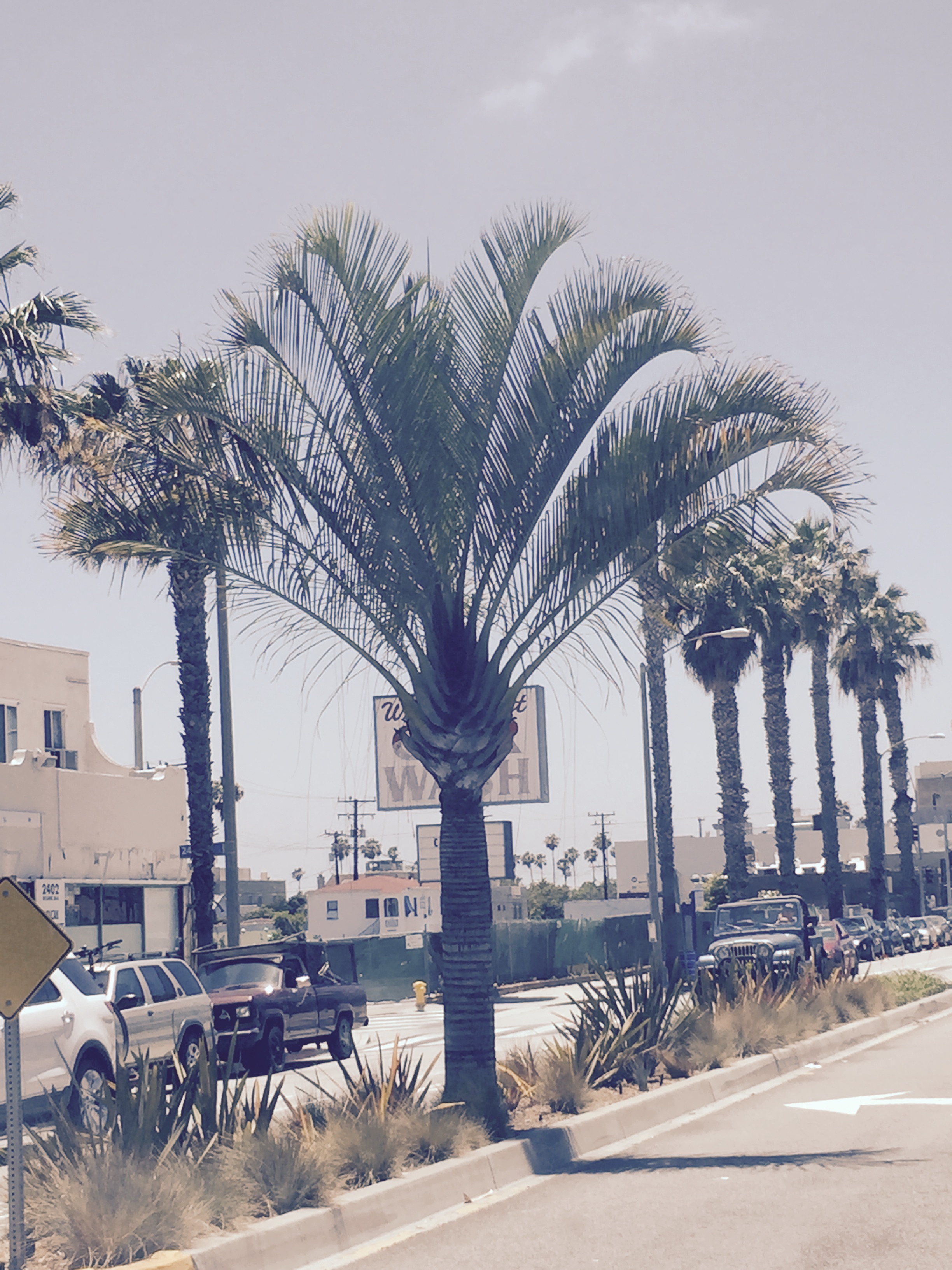 Palms in Santa Monica parks
