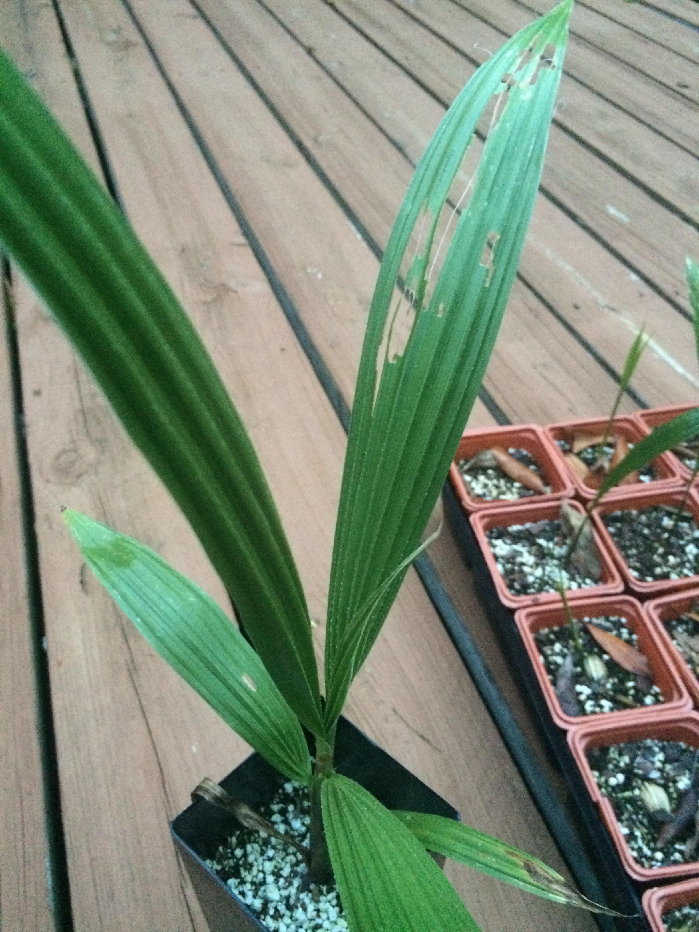What's Eating My Palm's Leaves? DISCUSSING PALM TREES WORLDWIDE