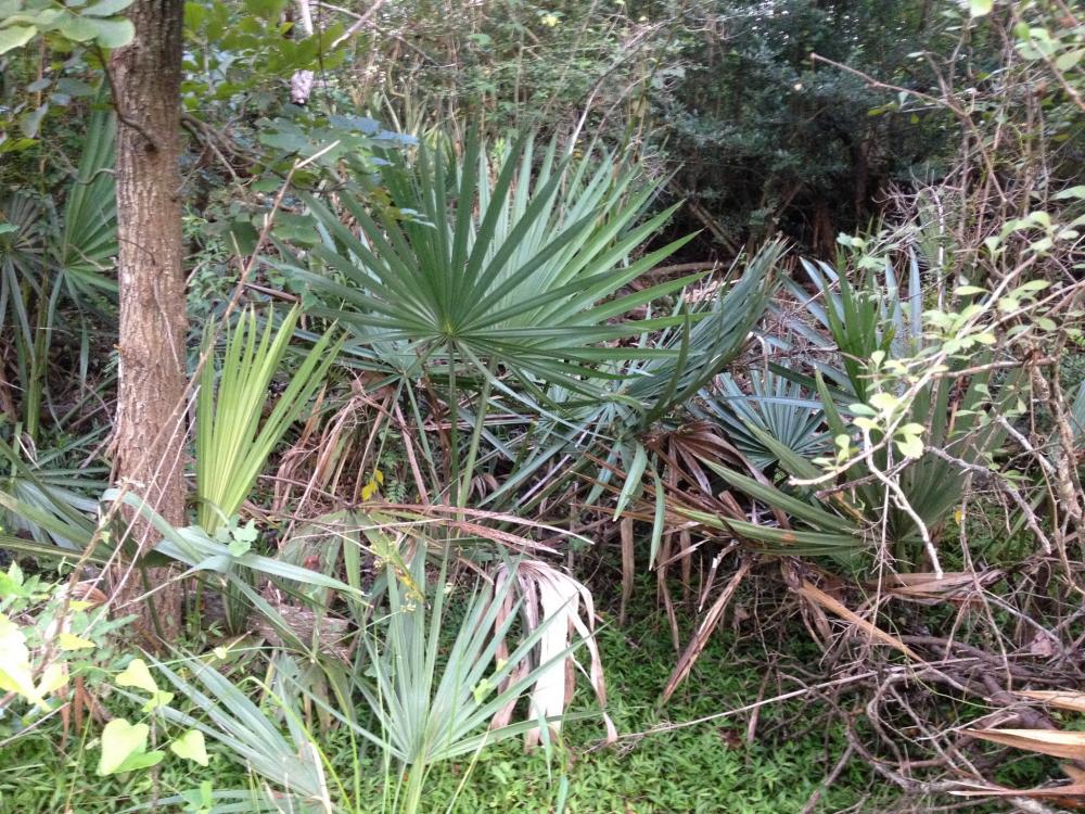 image.thumb.jpeg.5b5a5886faad0439df00400