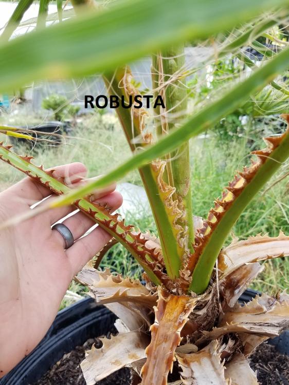 robusta.jpg