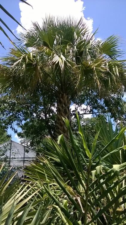 s.palmetto1.thumb.jpg.7ae5f7fc6be018f8a3