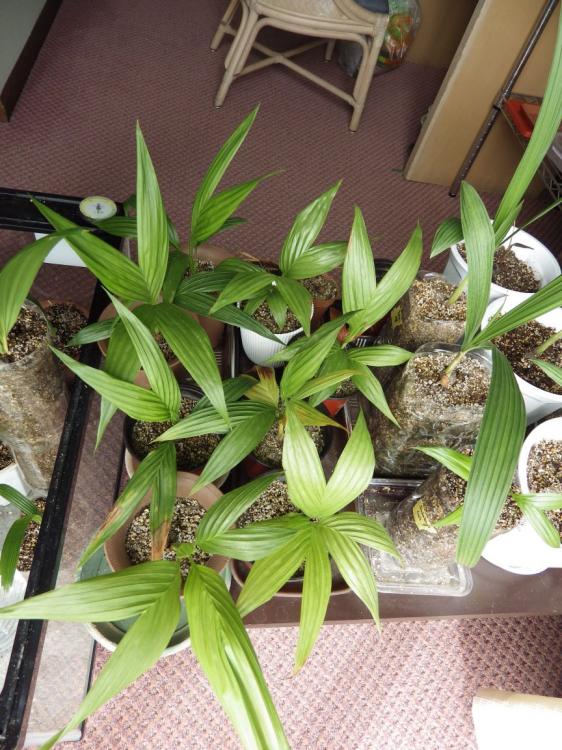 005x.thumb.jpg.5673e87fa0bf8e4730e84c965