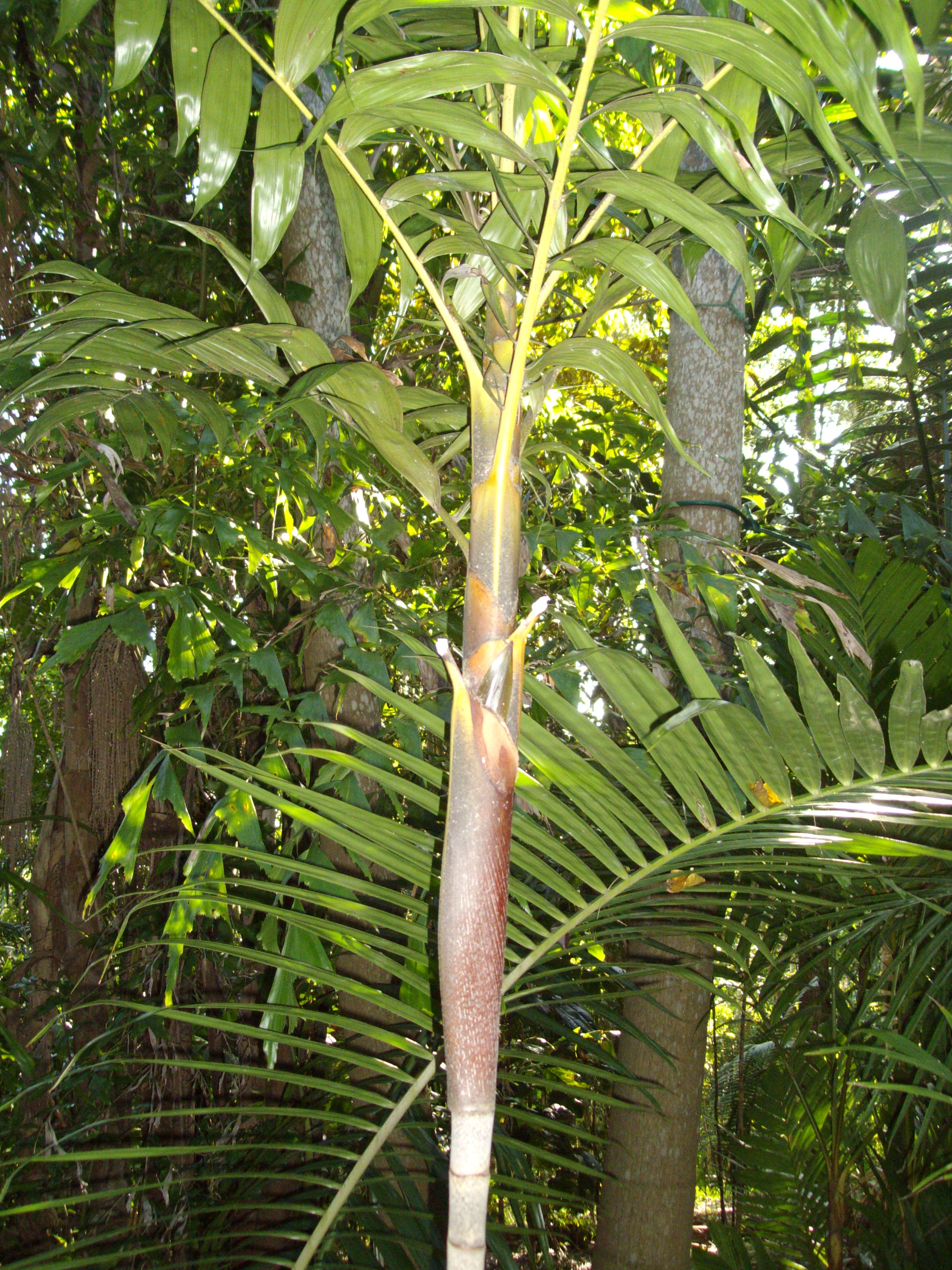 Eriostachys 1st spathe