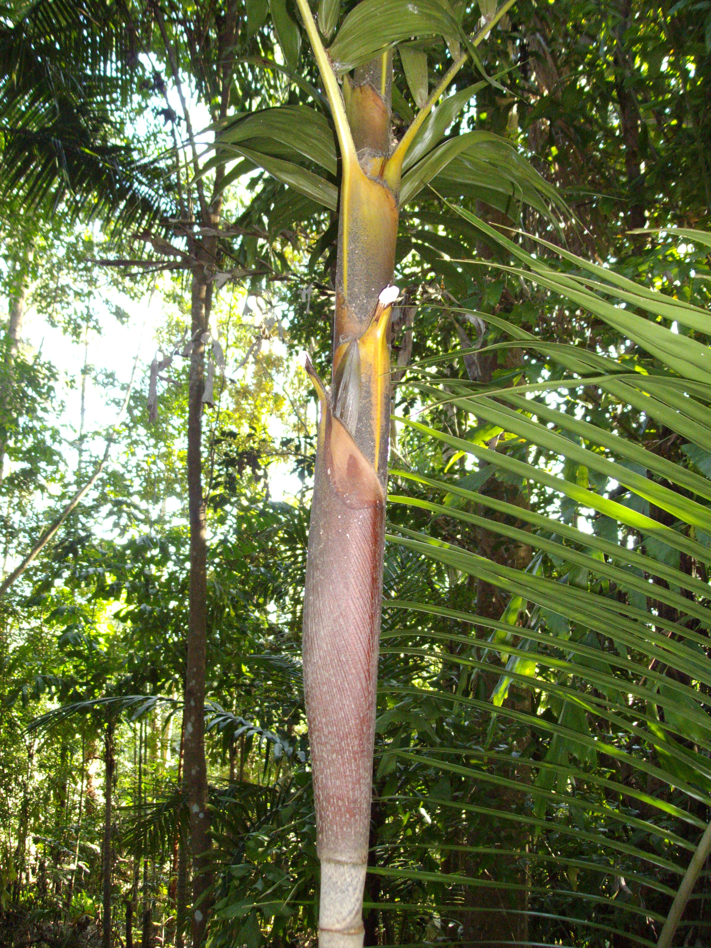 Eriostachys 1st Spathe Discussing Palm Trees Worldwide Palmtalk