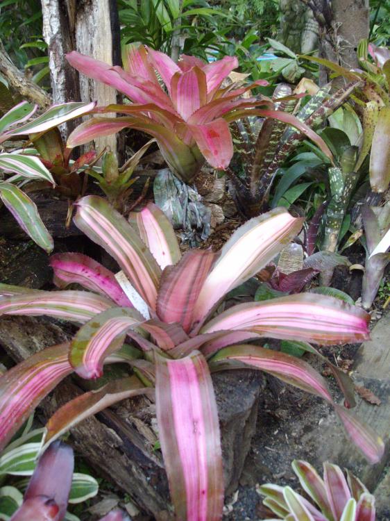 010.thumb.JPG.82cae64ee75b06692e2e45a7e3