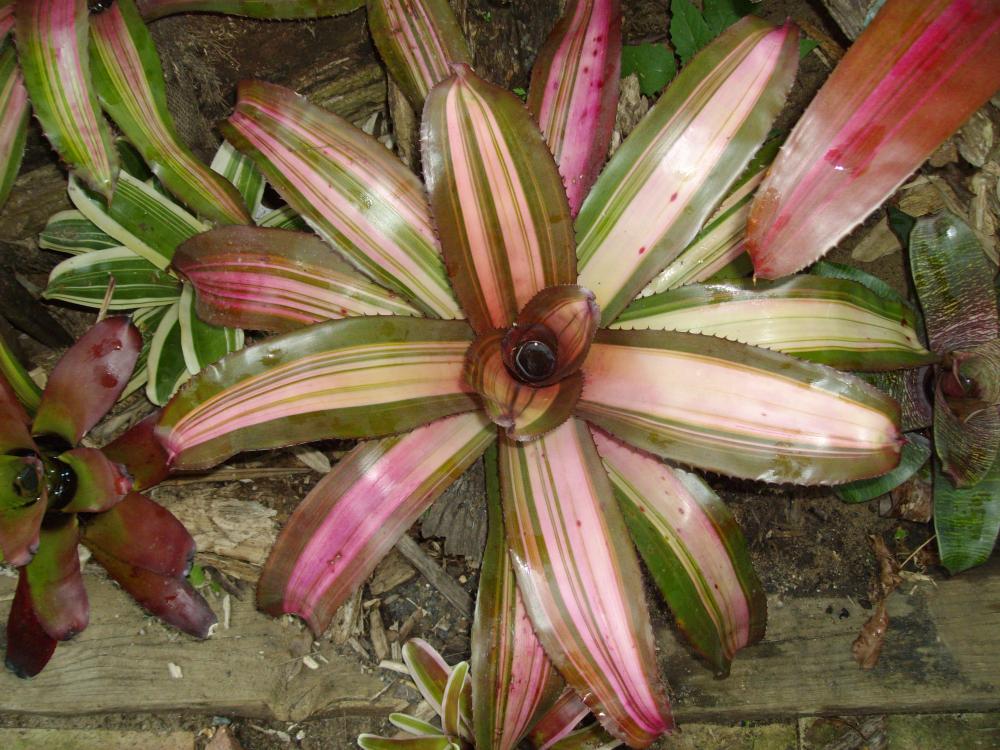 012.thumb.JPG.7f7e0f60fd333d27ddaf33cc8a