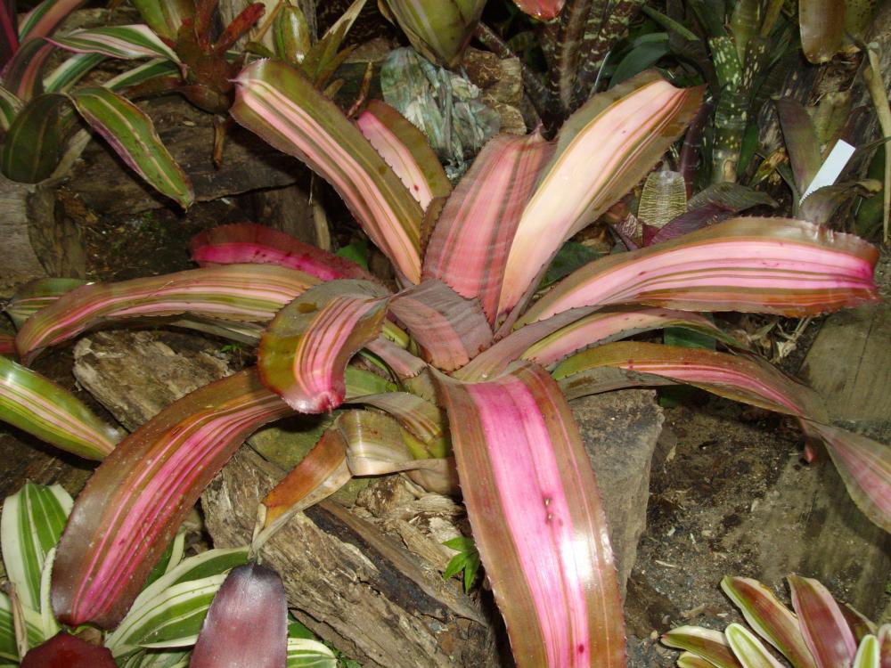 017.thumb.JPG.5a221f3e9a0cd4cc50eb4f29bd