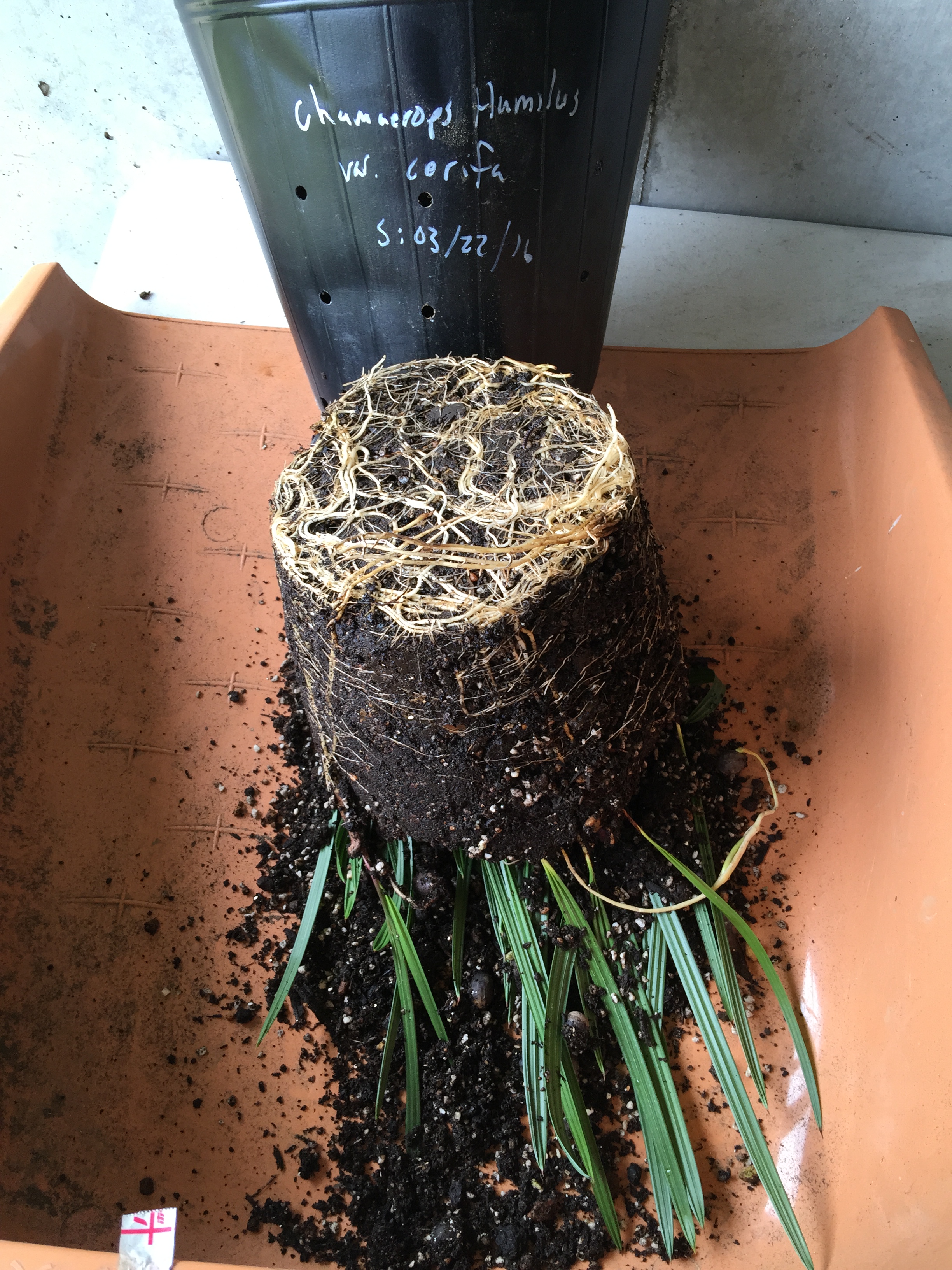 Root development - beccariophoenix