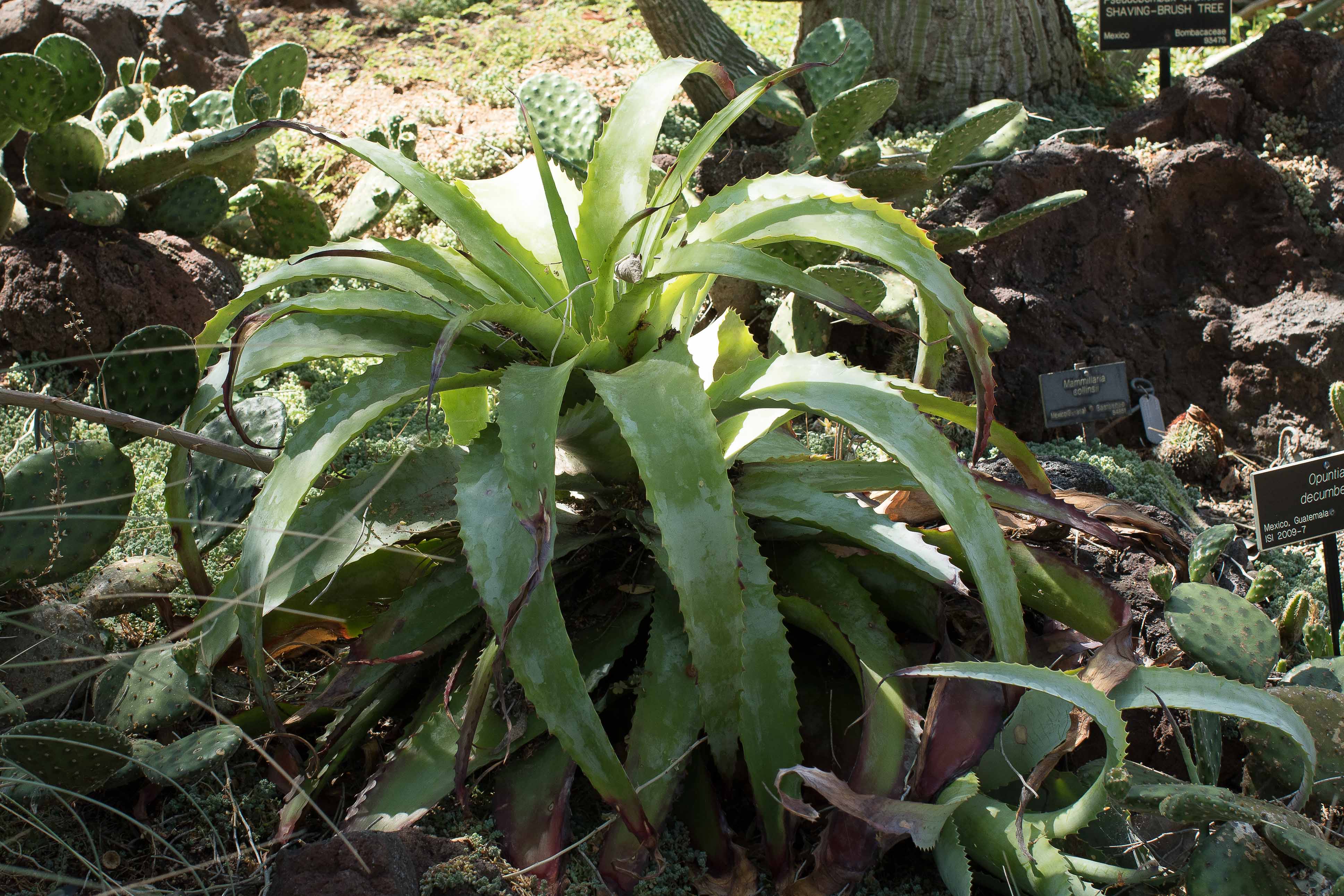 Hechtia glauca planting advice - TROPICAL LOOKING PLANTS - Other