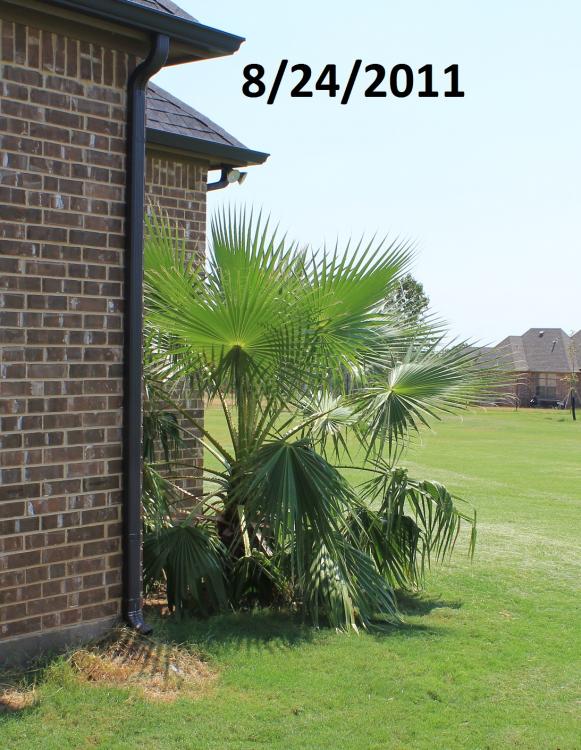 2011 palm tree.jpg