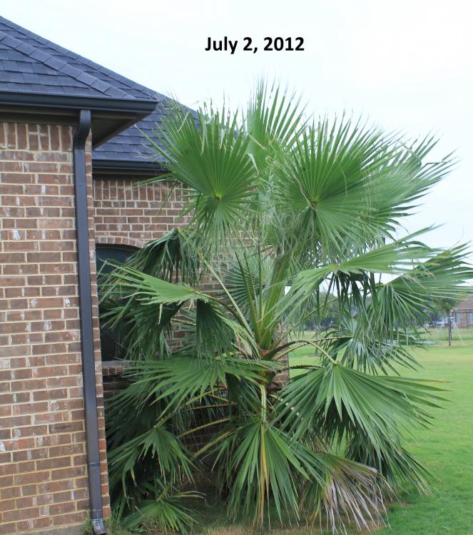 2012 palm tree.jpg