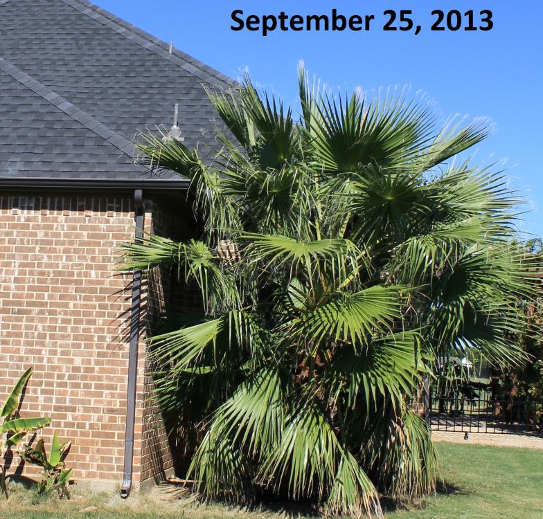 2013 palm tree.jpg