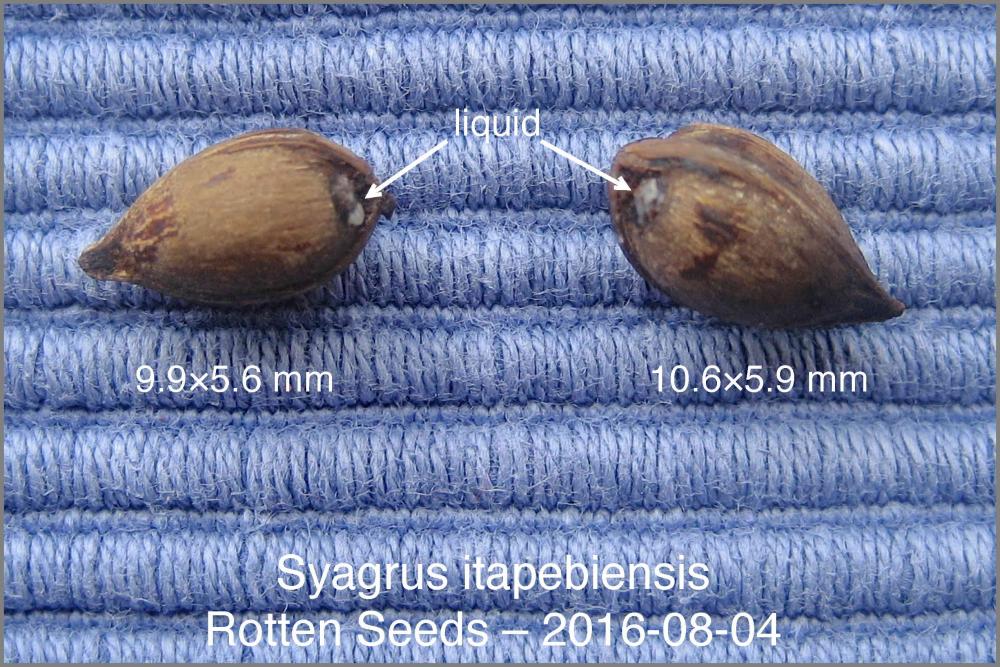 57a34a4d22659_LitapebirottenseedsIMG_886
