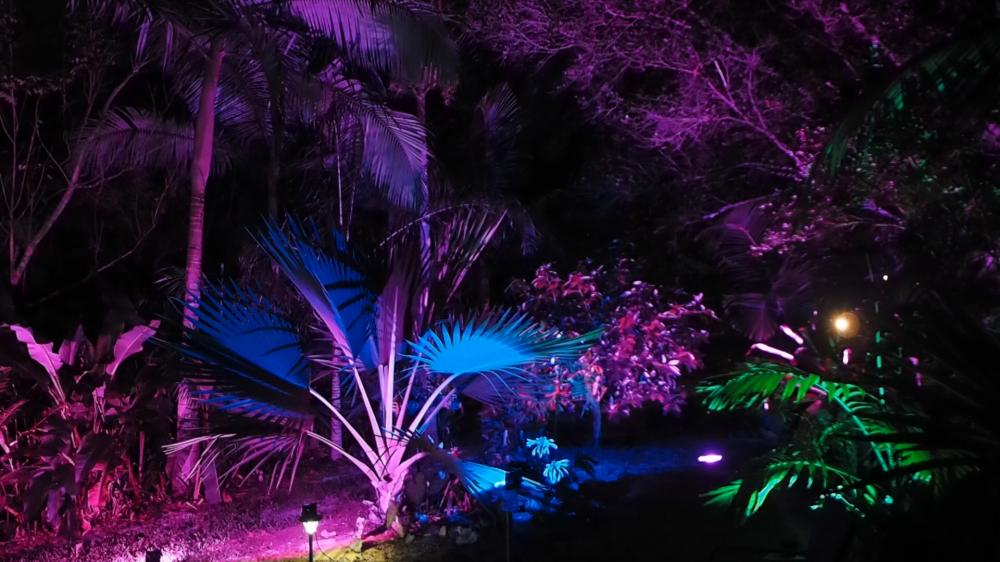 Latania and Archontophoenix w led lights (1 of 1).jpg