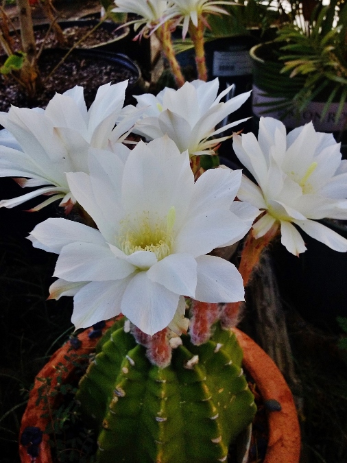 Flowers of the Summer