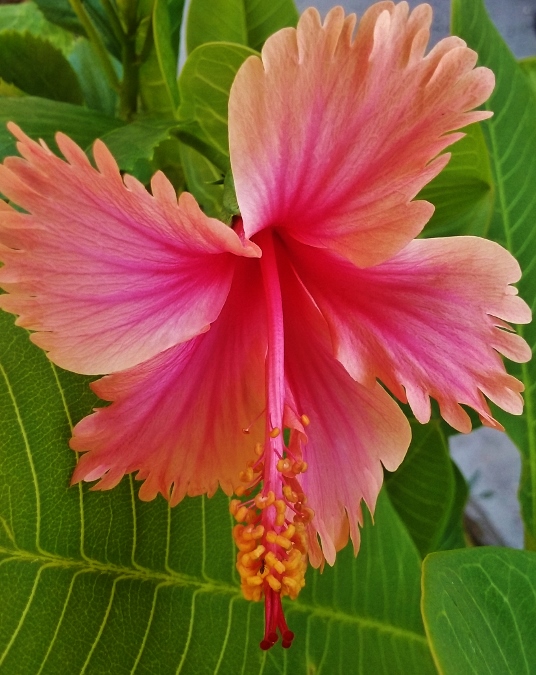 57acf308730ca_20160808_090051(536x675).j