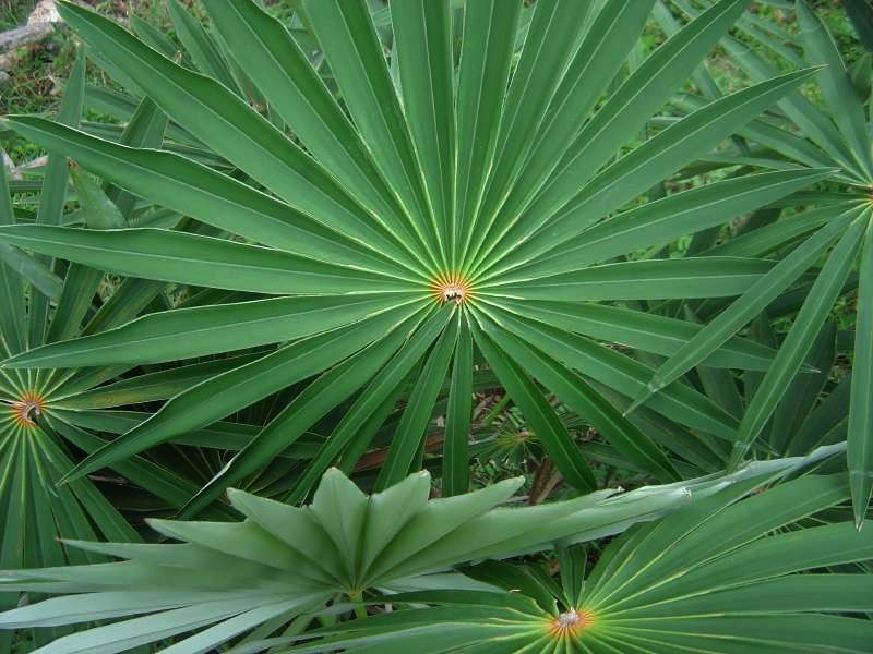 57aee31a207c2_Coccothrinax_miraguama2Ppe