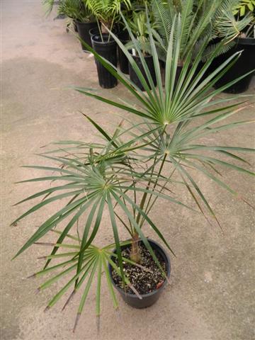 57aee440bd644_Coccothrinaxmiraguamavarha