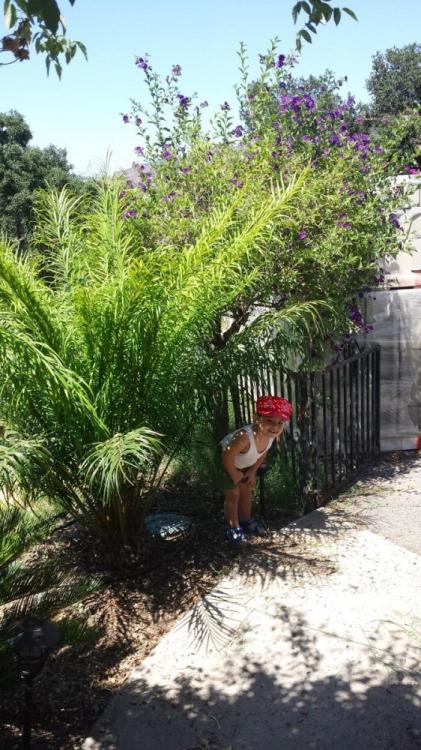 cycas revoluta x debaoensis.jpg