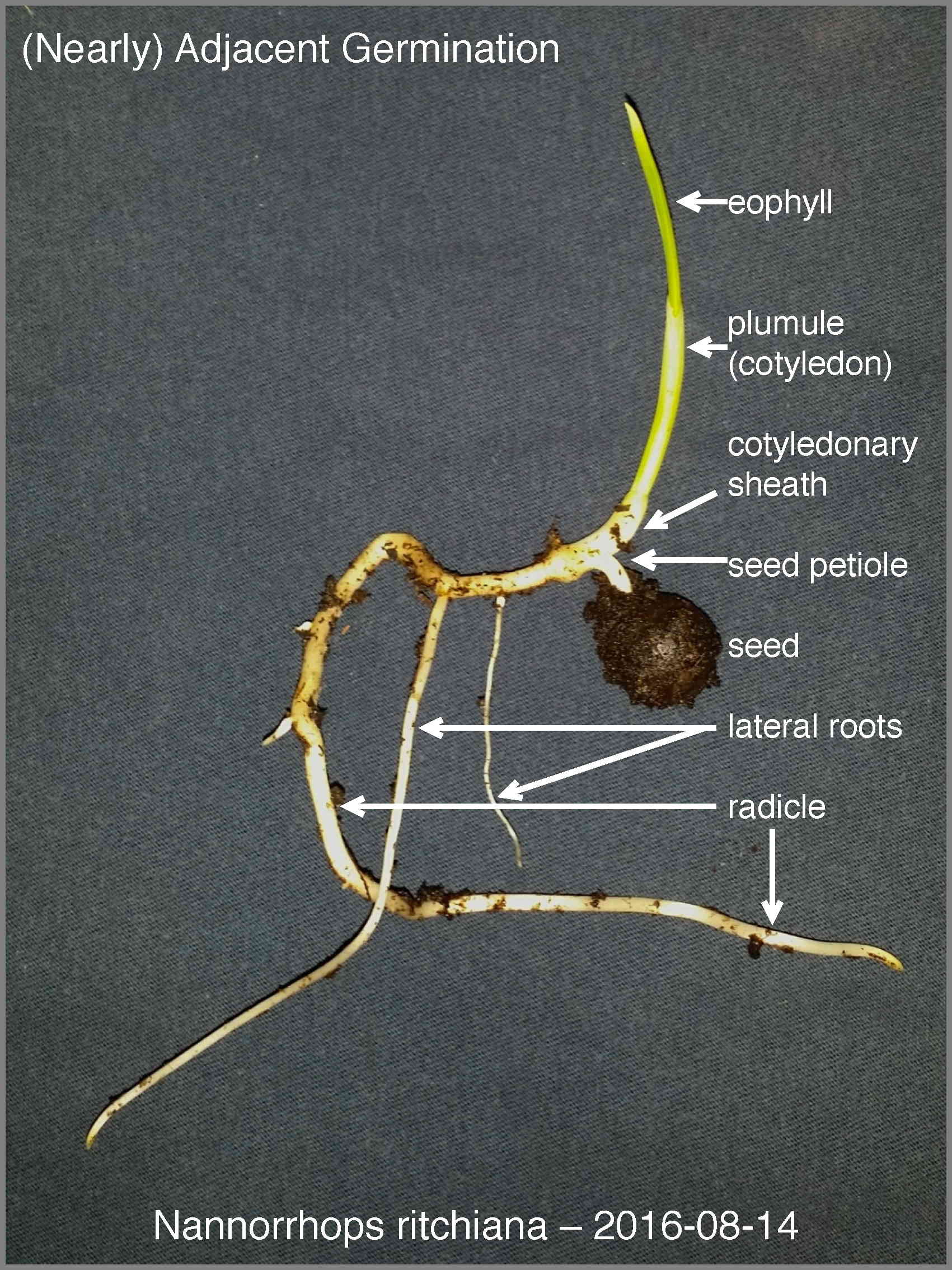 Labeled Germination - DISCUSSING PALM TREES WORLDWIDE - PalmTalk