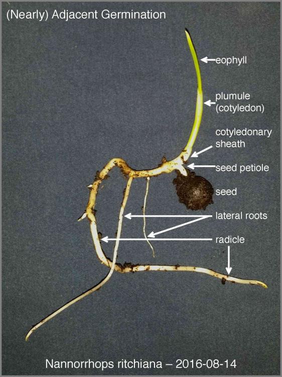 57b1c2481dd92_Nannorrhopsritchiana201608