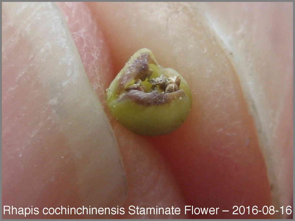 57b2fddcf1f81_RhapisspaFlower2016-08-16.