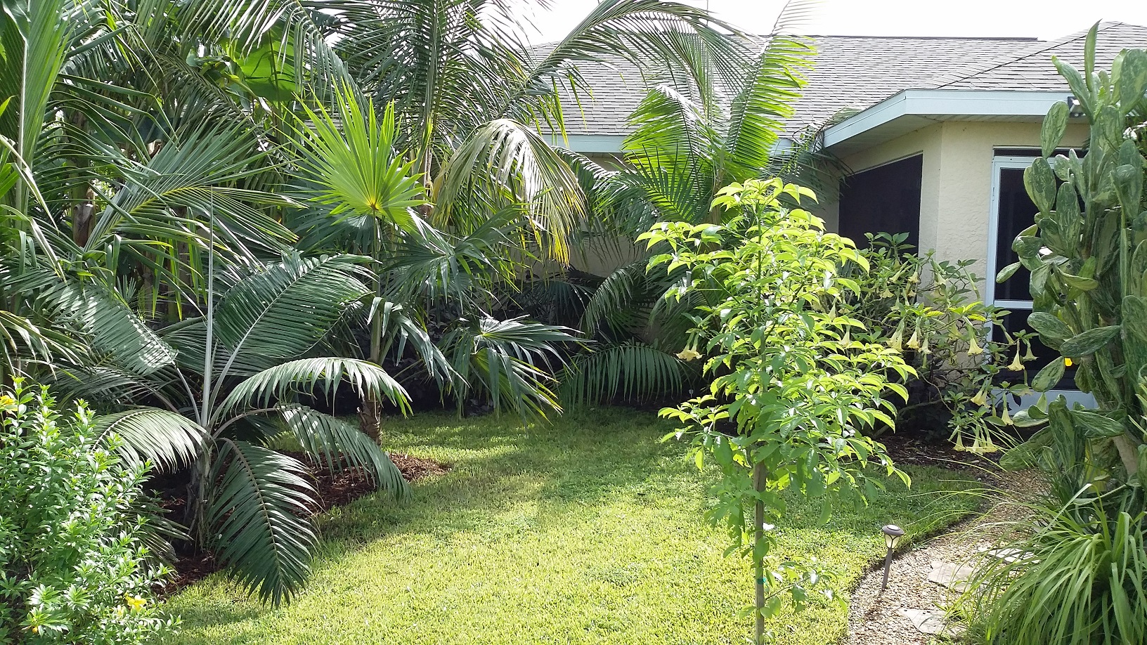 2 Years of Growth in Cape Coral DISCUSSING PALM TREES WORLDWIDE