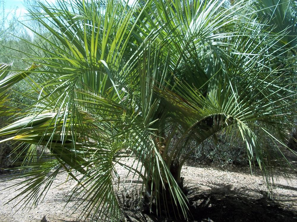 Jubaea x Butia July 2015.jpg