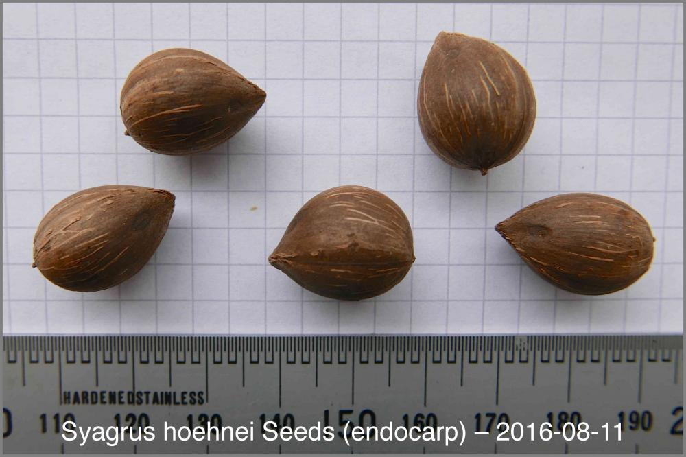 57b73c7d039df_SyagrushoehneiSeeds(endoca