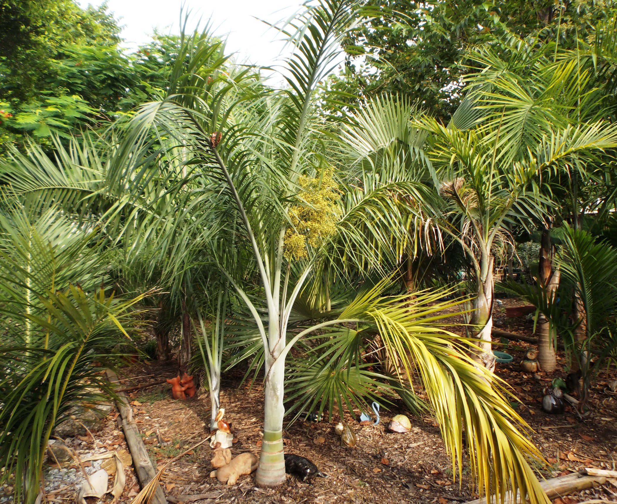 Pseudophoenix sargentii flowering