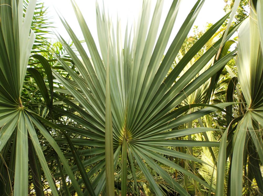 57bb8654f2a50_Sabalguatemalensis048-22-1