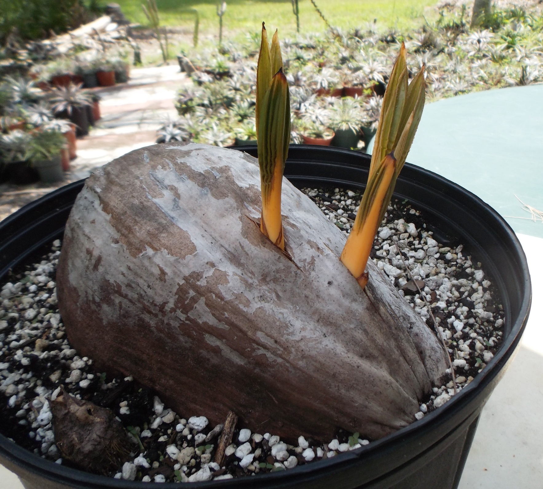Cocos nucifera Dwarf Red Spicata Twins